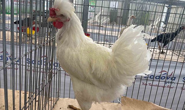 Karadeniz'in "Gugulli"si Balıkesir'de ilgi odağı oldu