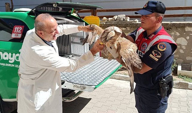 Karaman'da yaralı bulunan kızıl şahin koruma altına alındı