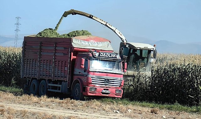 Karapınar'da mısır hasadı başladı