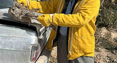 Karapınar'da tarlada bulunan yaralı kulaklı baykuş kurtarıldı