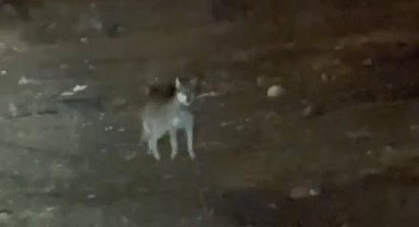 Kars'ın en şaşırtan misafiri: Kurt merkezde gezintiye çıktı