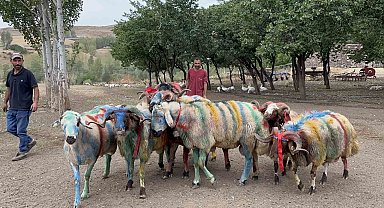 Kars'ta asırlık "koç katım" geleneği renkli görüntülere sahne oldu