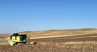 Kars'ta Ayçiçeği hasadı başladı