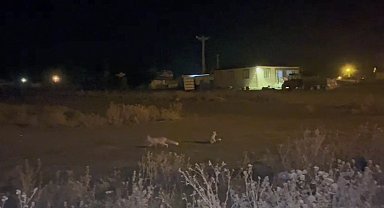 Kars'ta havalar soğudu tilkiler köye indi