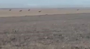 Kars'ta köye inen kurt sürüsü kamerada
