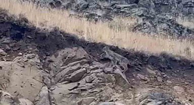 Kars'ta ormanların hayaleti vaşak kameraya yansıdı