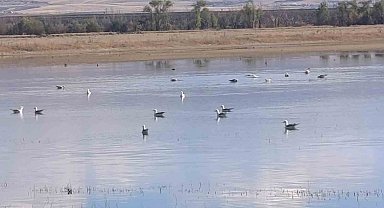 Kars'ta sulak alanlar yaban kuşlarını ağırlıyor