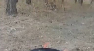 Kars'ta tilkiler yerleşim yerlerinde cirit atıyor