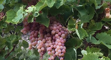 Kaş Margaz Üzümü artık tescilli