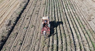 Kastamonu'da patates hasadı sürüyor