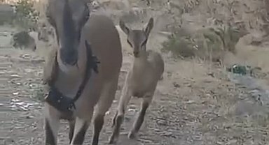 Kazankaya Kanyonu'na bırakılan keçiler yavrulayıp çoğalıyor
