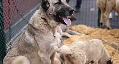 Keçiören'de "Anadolu'ya Açılan Kapı Sivas Günleri" başladı