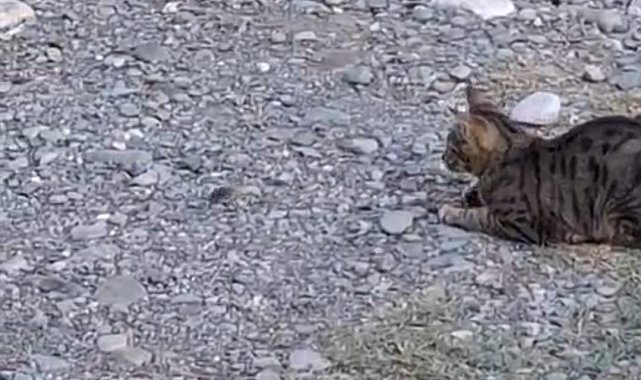 Kedi fareyle top gibi oynadı