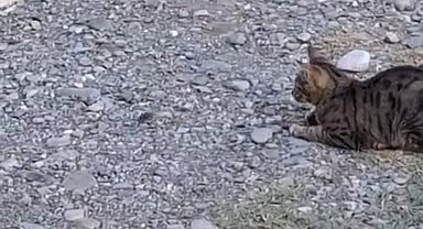 Kedi fareyle top gibi oynadı