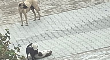 Kedi-köpek dostluğu kameralara yansıdı