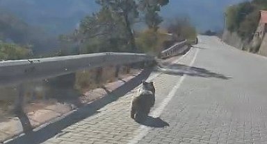 Kemaliye'de üniversite yolunda yavru ayı görüldü