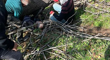 Kestiği ağacın altında kalarak yaralanmıştı, hastanede hayatını kaybetti