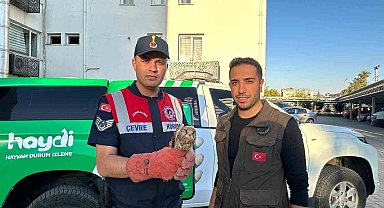 Kilis'te yaralı halde bulunan kerkenez kuşu koruma altına alındı