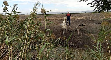 Kırıkhan'da sulama kanalına düşen eşeği itfaiye kurtardı