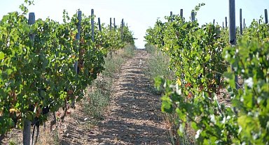 Kırklareli'nde zirai dondan etkilenen üreticilere destek ödemesi