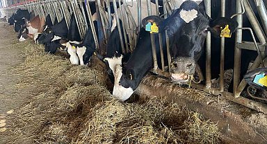 Kırmızı et fiyatlarının ateşi düştü