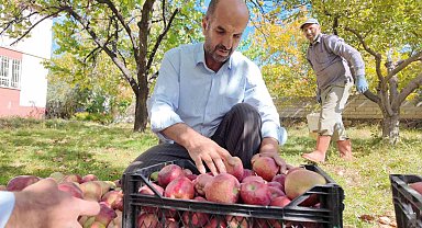 Kışlık elmalar dallardan indirilmeye başlandı