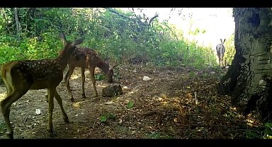 Kızıl geyikler, annelerinin izinde...