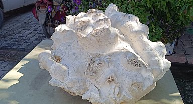 Konya'da 19 kiloluk dev mantar bulundu