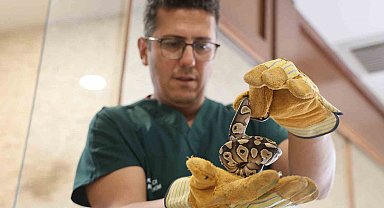 Konya'da bir şahsın cebinden çıkan yavru piton yılanı koruma altına alındı