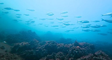 Körfez yeniden can buldu