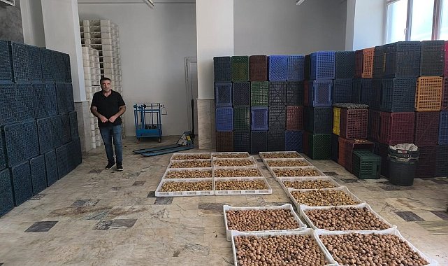 Köşk'te kuru incir depolarına sıkı denetim