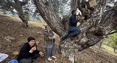 Kovanlarından kaçan firari arıların izini sürüp Toroslardaki doğal kovanları buluyorlar