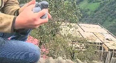 Köy sakininin dikkati ve duyarlılığı bir güvercini hayata bağladı