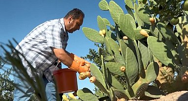 Kurak tarlalardan gelen lezzet: Dikenli incir dondurmaya dönüştü