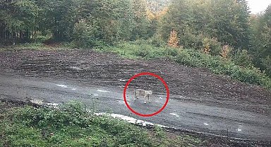 Kurt sürüsü fotokapana takıldı