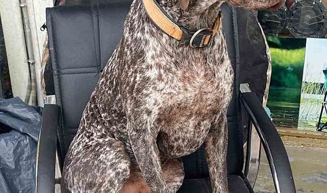 Kurzuar cinsi av köpeği kayboldu