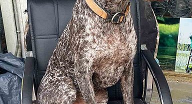 Kurzuar cinsi av köpeği kayboldu