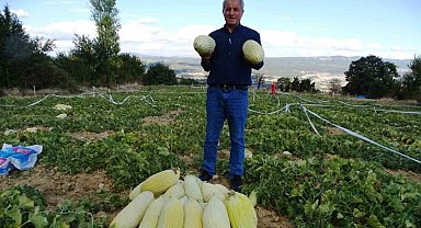 Kütahya'da 'Göncek Kavunu'nun hasadı başladı