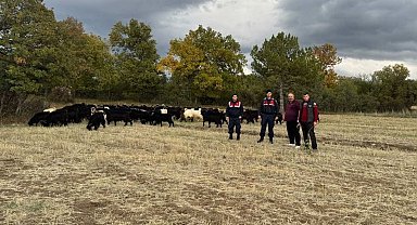 Kütahya'da kayıp 70 keçi, jandarma tarafından bulundu
