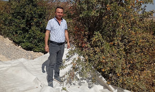 Malatya'da şifa deposu alıçta hasat devam ediyor