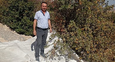 Malatya'da şifa deposu alıçta hasat devam ediyor