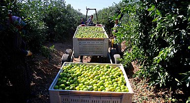 Mandalinada hasat zamanı, verim yüksek: Kilosu 8-15 TL arasında