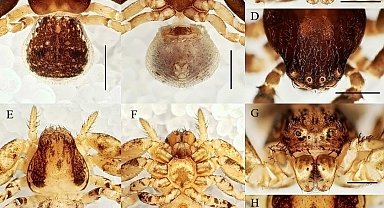 Manisa CBÜ'lü öğretim ütesinden 20 yeni tür keşfi