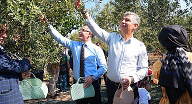 Manisa Soma'da zeytin hasadı şenliği
