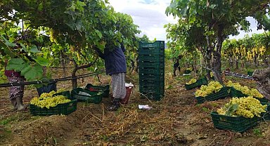 Manisa'da üzüm hasadı yağmur ve çamura rağmen devam ediyor