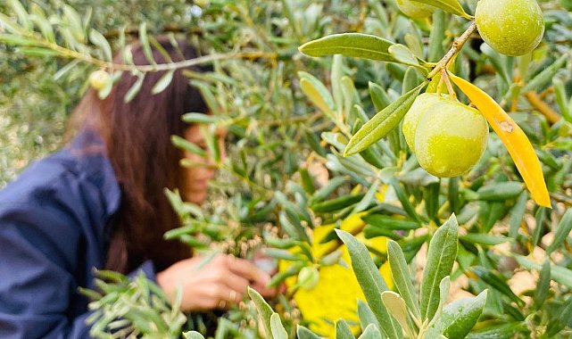 Manisa'da zeytincilere çifte uyarı