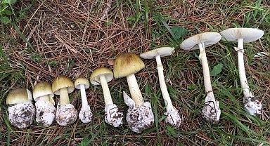 Mantar sezonu başladı: Uzmanlar zehirlenmelere karşı uyardı