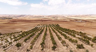 Mardin'in beyaz toprakla mayalanan meşhur üzüm pekmezi coğrafi işaret yolunda