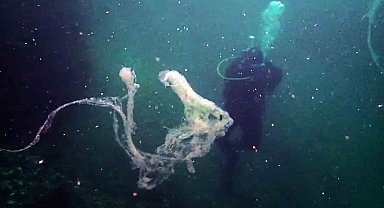 Marmara'da mercanlara müsilaj tehdidi