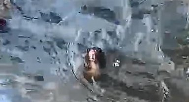 Marmaris'te temizlenmeyen rögarda farenin yaşam savaşı